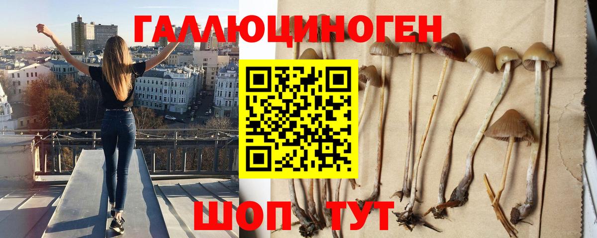 Галлюциногенные грибы Psilocybe Алейск